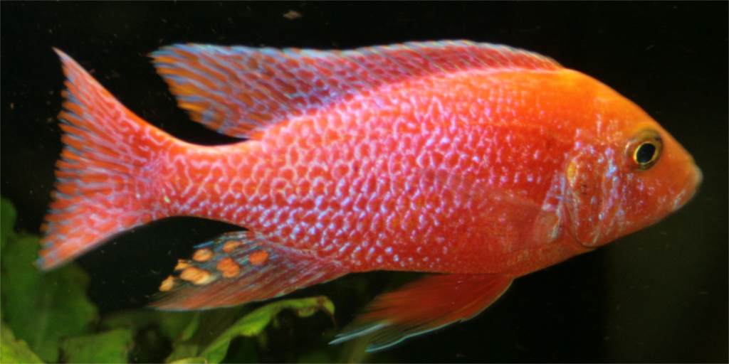 Aulonocara firefish