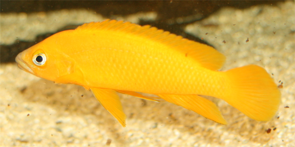 Neolamprologus leleupi