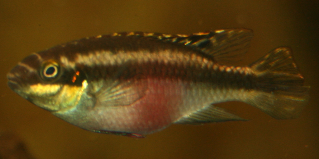 Purpurprachtbarsch (fem)