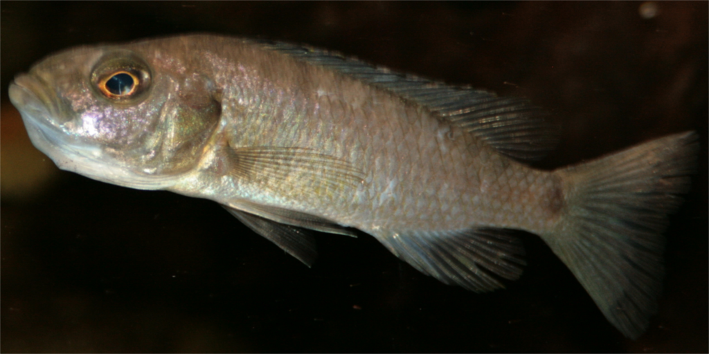 Sciaenochromis (fem)