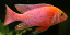 Aulonocara Firefish