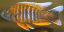 Aulonocara Spec