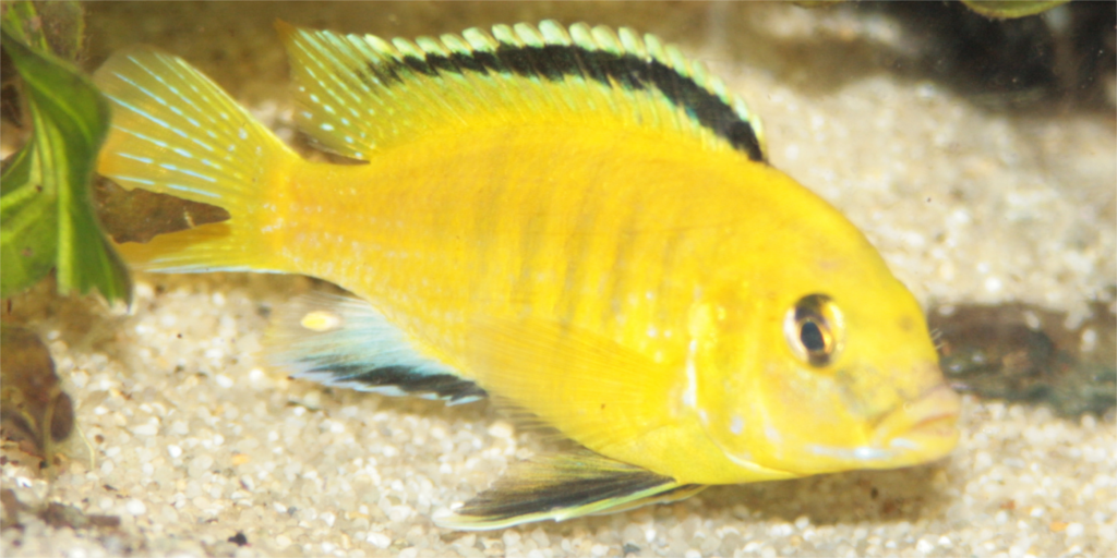 Labidochromis caeruleus