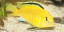 Labidochromis Caeruleus