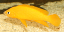Neolamprologus leleupi