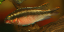 Pelvicachromis pulcher